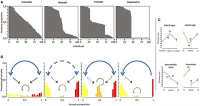 Asymmetric Reproductive Barriers and Gene Flow Promote the Rise of a Stable Hybrid Zone in the Mediterranean High Mountain